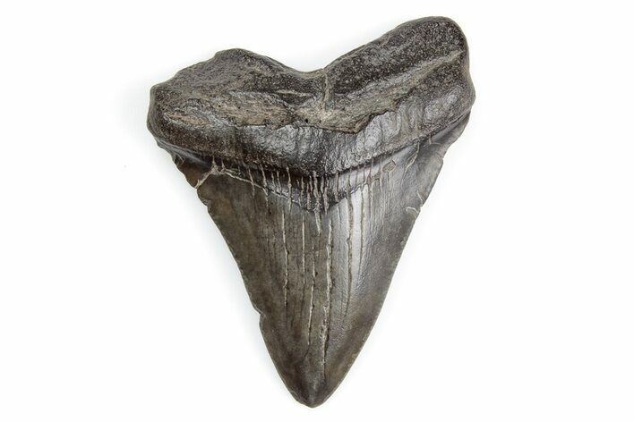 Juvenile Megalodon Tooth - South Carolina #195919
